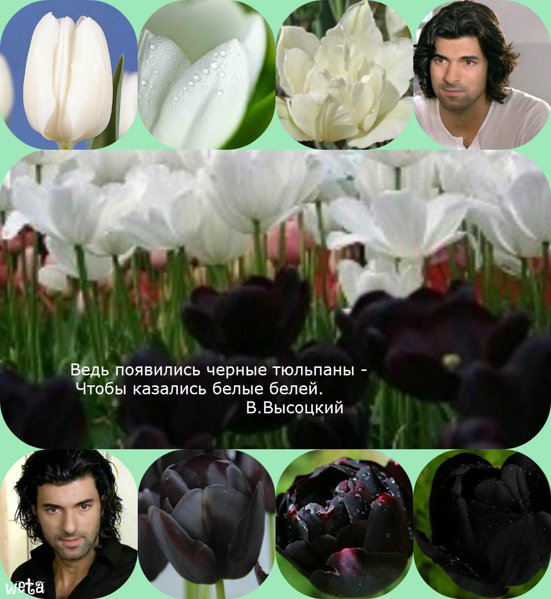 тюльпаны.jpg