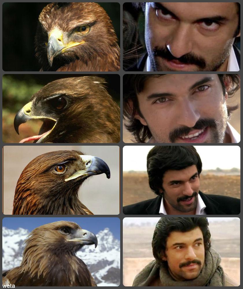 орел.jpg