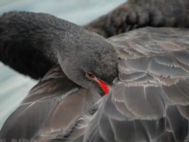 Лебеди..flv_snapshot_03.38_[2013.02.11_00.09.16].jpg
