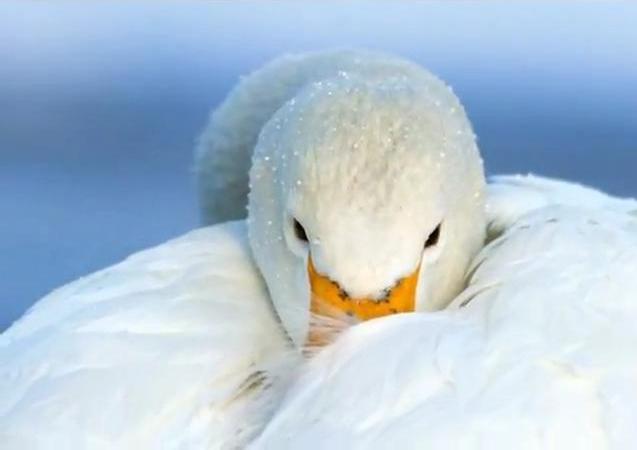 Лебеди..flv_snapshot_03.48_[2013.02.11_00.09.27].jpg